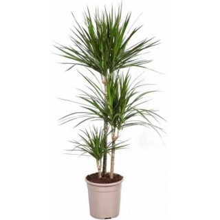 Растение Драцена "Маргината" в аренду