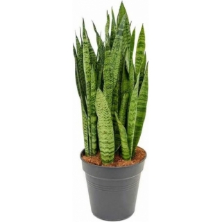 Сансевиерия