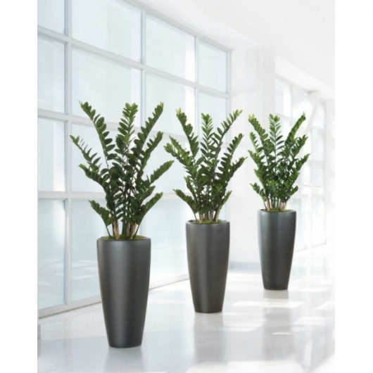 Растение Замиакулькас 60 см в аренду