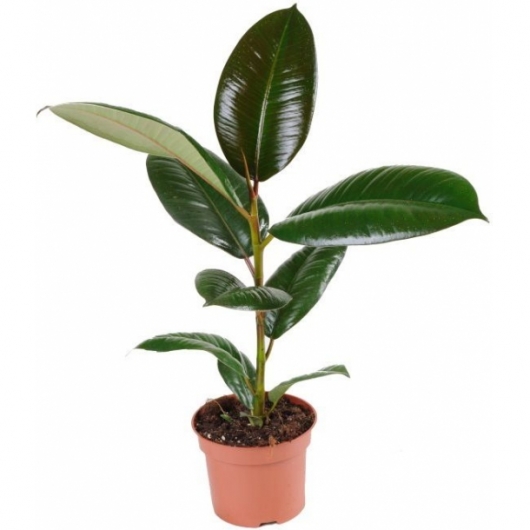 Растение Фикус в аренду